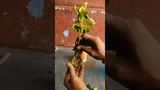 gulhad ki cutting lagane ka sabse aasan Tarika #Guihad#ytbshorts #garden #shortvideo #plants#nature