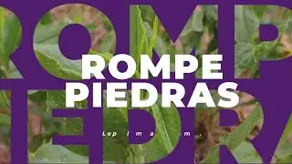 &iquest;Conoces el rompepiedras?