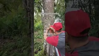 This is how cinnamon is harvested