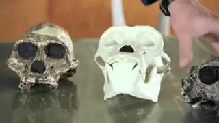 2 million year old fossils reveal hearing abilities of early humans