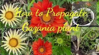 HowTo Propagate Gazania plant |How to make Gazania New plant From plant|Gazania plants from Cutting
