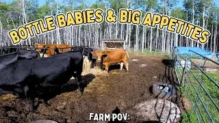 Farm POV: Farm Life in Motion