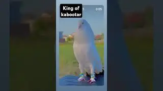 #kabootarking k