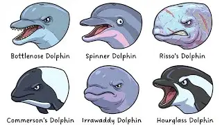 Every Dolphin Explained in 12 Minutes