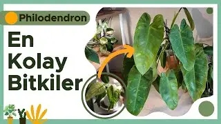 Philodendron Koleksiyonumun 3 Yıllık Değişimi | 2023&ndash;2024&ndash;2025