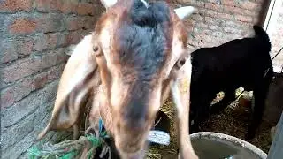 Goats and Hens farming.