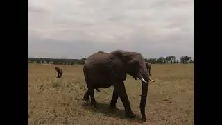 2025 Kenya & Tanzania Safari