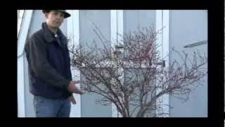How to Grow Blueberries in Containers | Tips for High Yields & Container Size