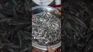 طريقه تخليل البساريا بكل سهوله مش هتصدقى