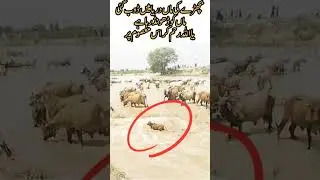 Innocent calf crying 💔 Maa lost in flood