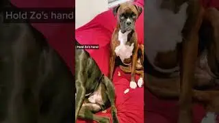 Zo 🐻 💙 #boxers #dogs #boxerdogs