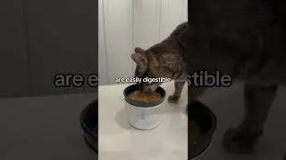 This is ✨life changing✨ cat food and here is why.