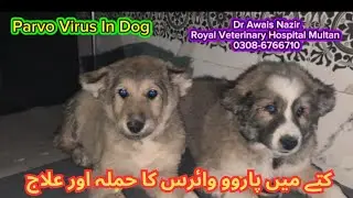 🐶 Canine Parvovirus in Dogs | Symptoms, Causes, Treatment & Prevention | Vet Guide