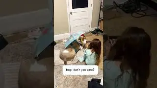 The baby likes to dress up his companion dog @#funny #funnyvideo #pets