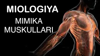 Mimika muskullari | Мимика мускуллари