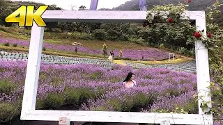 ˹4K˼ Busan Walk ⁞ Lavender (Herb) Farm in Gijang (라벤더 농장)