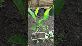 jackfruit tree seedlings in polybags