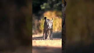 Adaptation and Survival: The Life of the Lynx