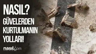 MUTFAK VE GİYSİ DOLAPLARINDAKİ G&Uuml;VE NASIL YOK EDİLİR? İŞTE G&Uuml;VELERDEN KURTULMANIN YOLLARI! #temizlik