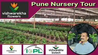 Vishwarekha flowers/Vishwas Jogdand/Talegaon/Pune-410507/Maharashtra @INDIANNURSERYGROUP