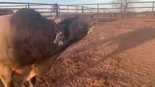 SweetPro's Bruiser