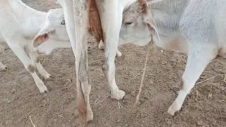  Two Cute Hungry Calves Drinking Milk Happily 🐄🥛 Super Adorable & Cute!