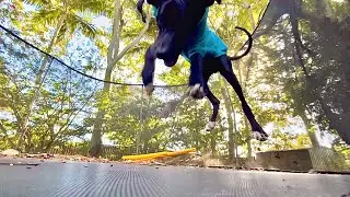 GREAT DANE Jumping On The Trampoline Will Make You Laugh!!