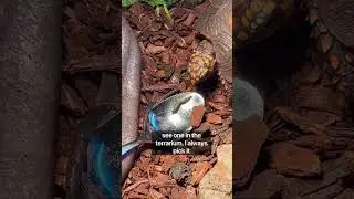 1,000 Day old Poison Dart Frog Ecosystem! #fyp #youtubeshorts #poisondartfrog