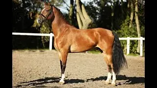 Stal Okkema's Kiano - Alexandro p x Larix - Gelding - 2015 - 1.70m
