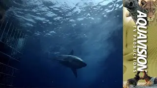 Great White Shark and Cage Diver | HD Stock Footage