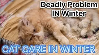 CAT Care IN WINTER | Hypothermia in Cat & kitten | how To protect your cat from Cold 🥶| #cats #viral