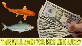 Fish aquariums Attract MONEY, WEALTH and GOOD LUCKY by this - Lucky Sign