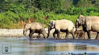 CUTE BABY ELEPHANTS CROSSING RIVER WITH MOTHER