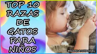 TOP 10 RAZAS DE GATOS PARA NIÑOS - SiamCatChannel