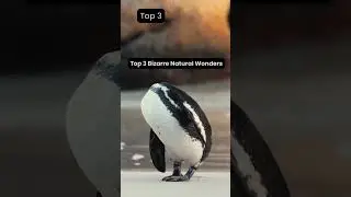 Top 3 Bizarre Natural Wonders #top  #nature