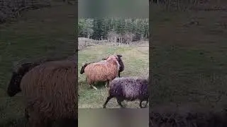 Roundabout sheep 🙂 Not always easy to know where to go.