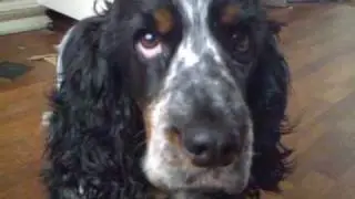 English Cocker Spaniel Daimler Cute playing and chasing his tail :)
