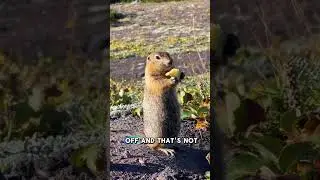 The Genius Tricks of Ground Squirrels You Never Knew! 😱🤔 #animals #wildlife #squirrel