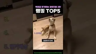 역대급 연기하는 강아지들 2탄 랭킹 TOP5