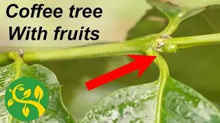 My coffee tree with  cofee beans update