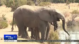 Global environmentalists highlight threats faced by elephants