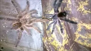 Must See!   Tarantula Breeding (Ybyrapora diversipes ) #2