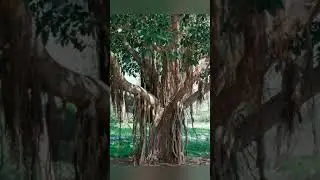 TREES THAT CONTROL DUST POLLUTION