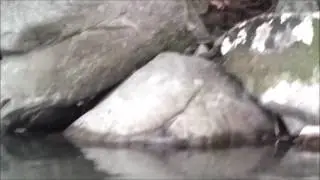 torrente Dolo