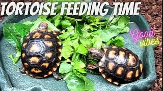 Tortoise Feeding Time || Turtle Lovers || Tortoise