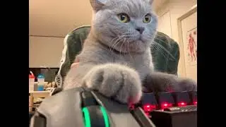 Head Horny's - All Night Long (2024)