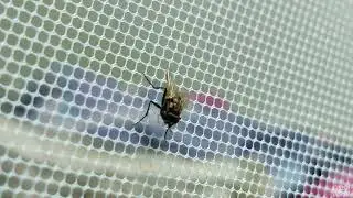 (House Fly) Insect Macro Video | Shot on ONEPLUS NORD