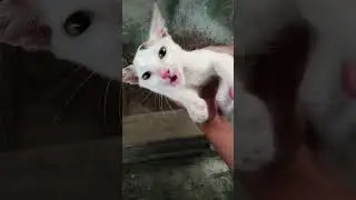 Daily Kitten Care Routine ASMR 🐾 #DailyKittenCare #KittenASMR #CatCareRoutine #TheFurryLife #animals