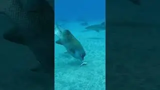 Bulgyhead wrasse vs Spangled emperor / Kobu dai VS Hama fue fuki #shorts
