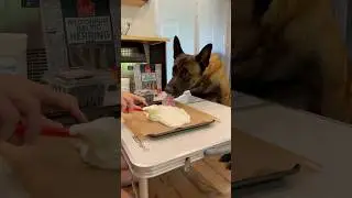 Dog Bark Treat #dogmom #belgianmalinois #dogtreats #doghelp